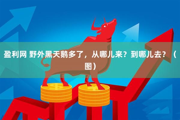 盈利网 野外黑天鹅多了，从哪儿来？到哪儿去？（图）