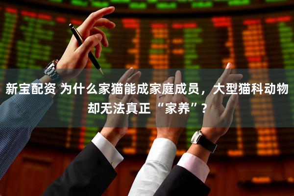 新宝配资 为什么家猫能成家庭成员，大型猫科动物却无法真正 “家养”？
